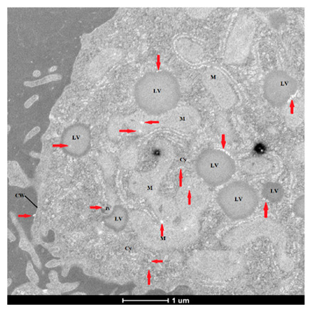 Figure 17