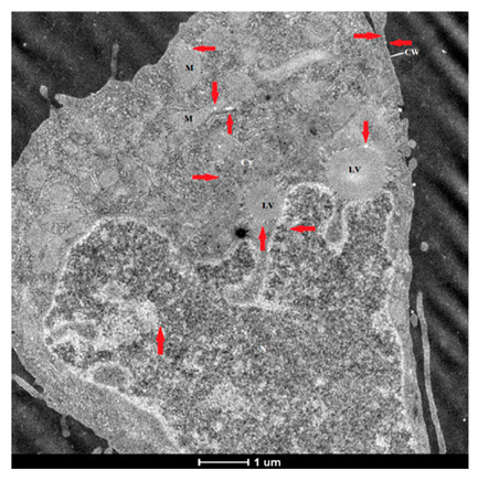 Figure 18