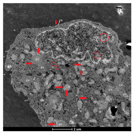Figure 19