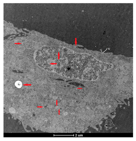 Figure 20