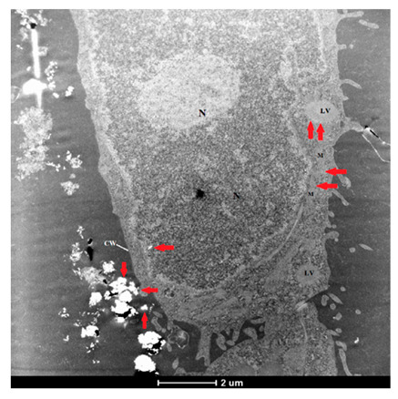 Figure 21