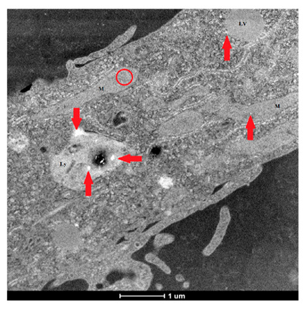 Figure 24