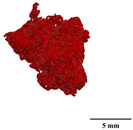 Figure 26