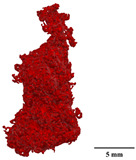Figure 31