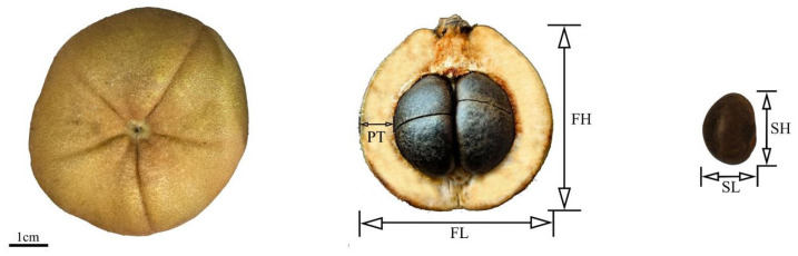Figure 11