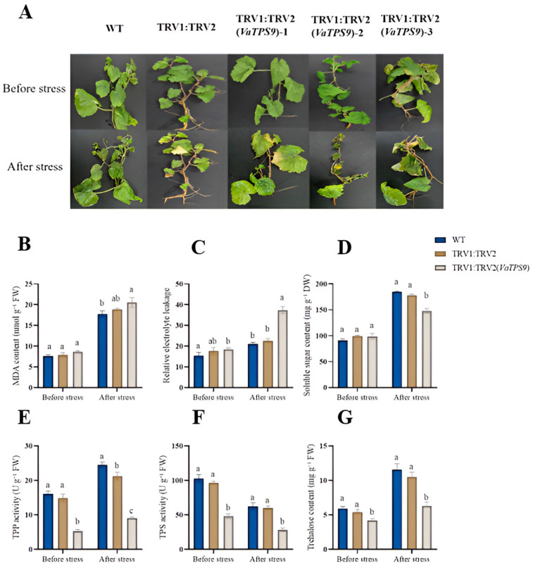 Figure 19