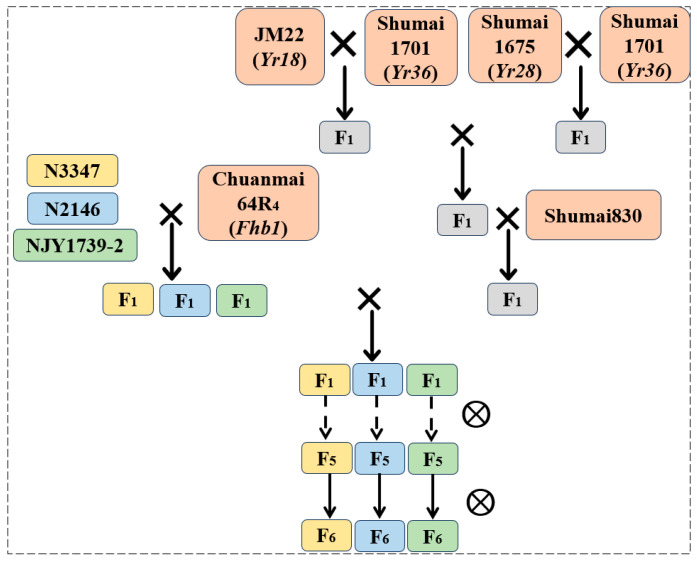 Figure 7