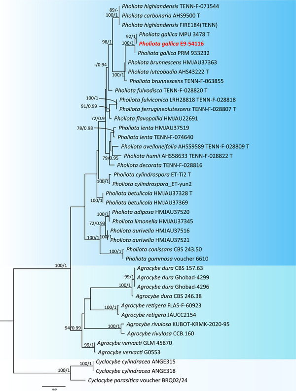 FIGURE 2