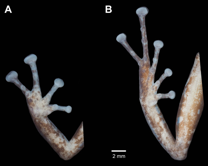 Figure 11
