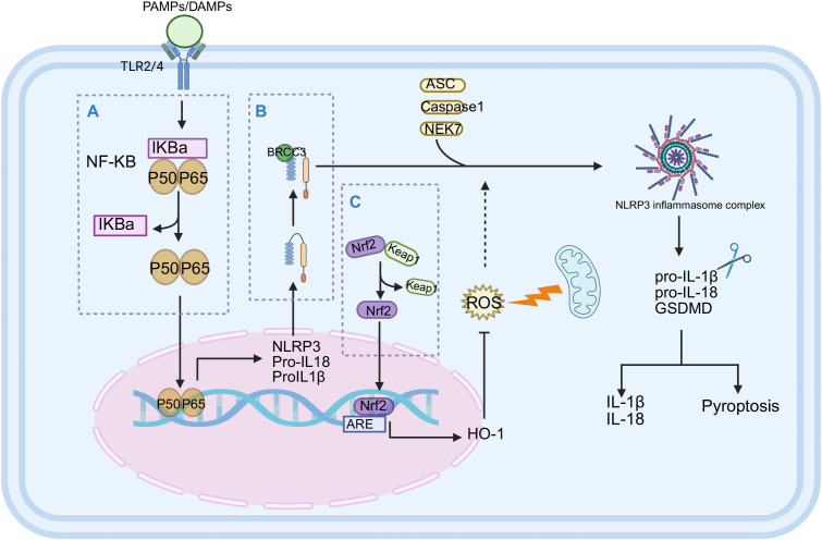 Figure 2