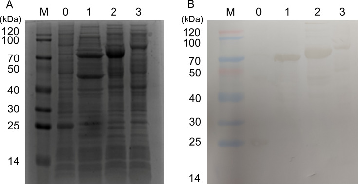 Figure 2