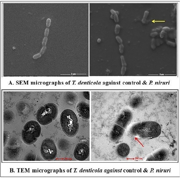 Figure 5