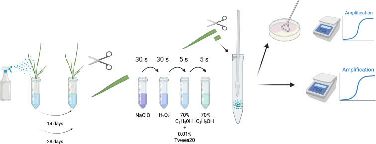 Figure 1