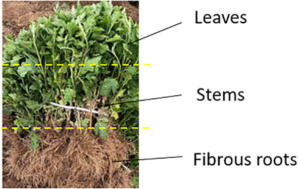 Figure 1