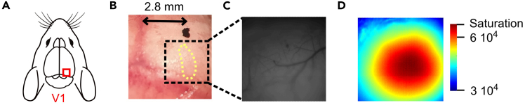 Figure 6