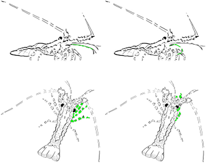 Fig 7
