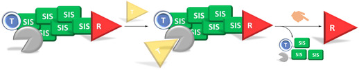 SCHEME 2