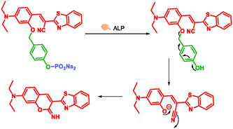 SCHEME 9