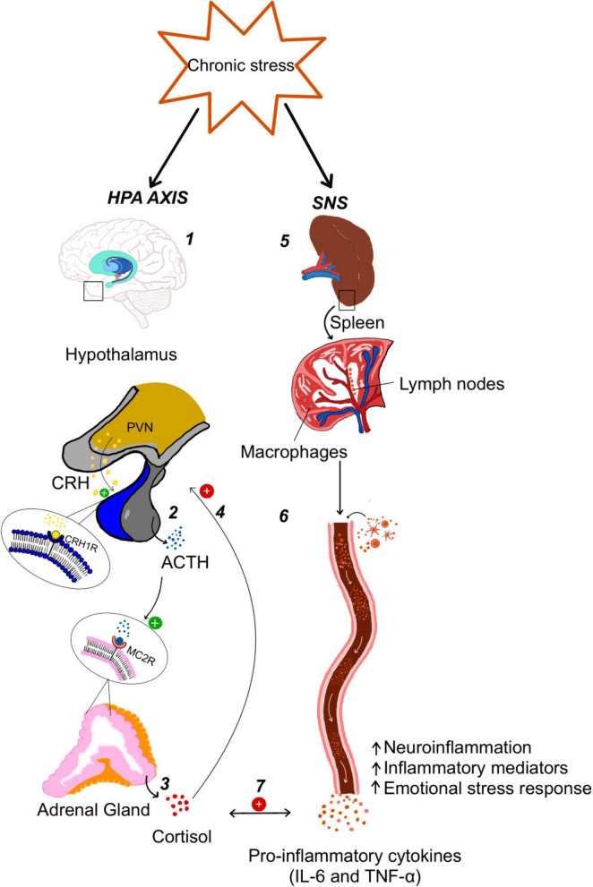 FIGURE 1