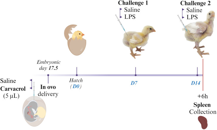 Figure 1