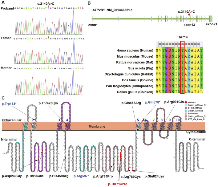 FIGURE 1