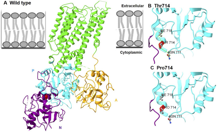 FIGURE 2