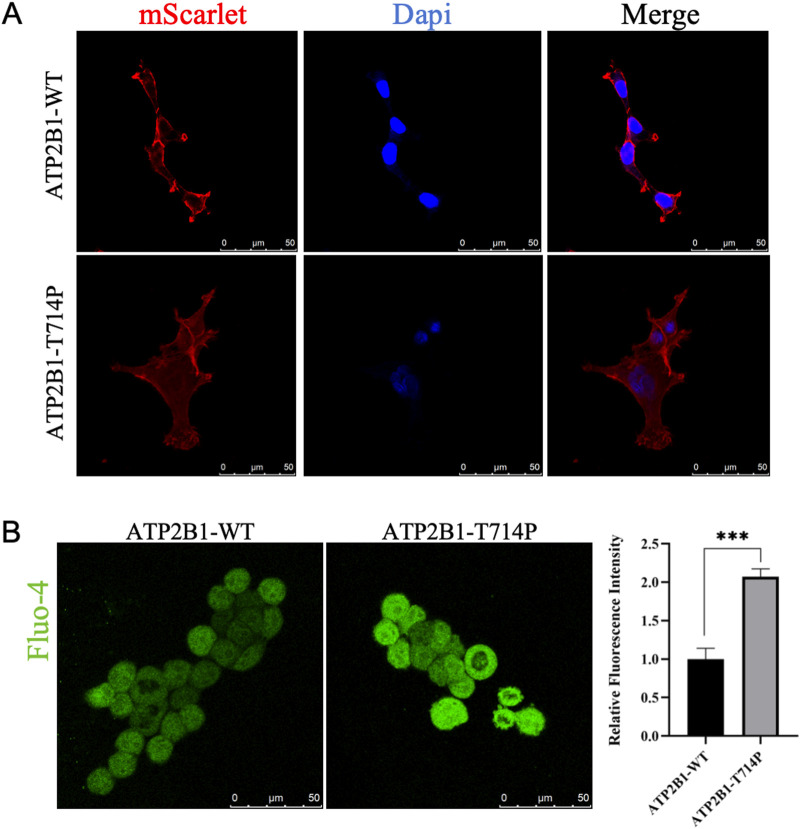 FIGURE 3