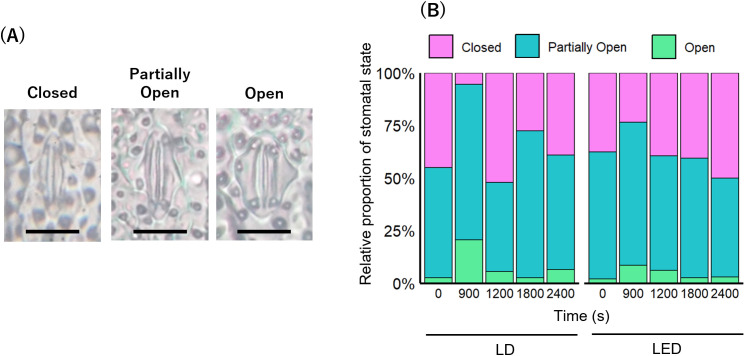 Figure 6