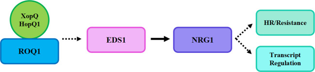 Figure 2