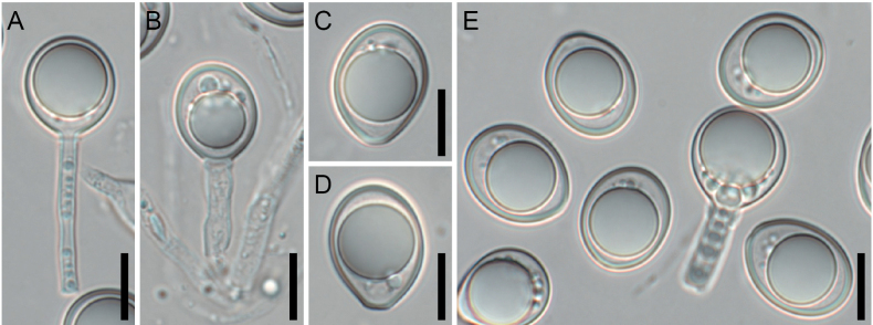 Figure 9