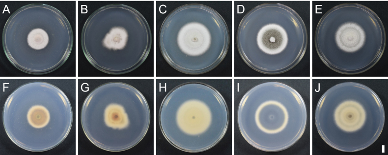 Figure 10