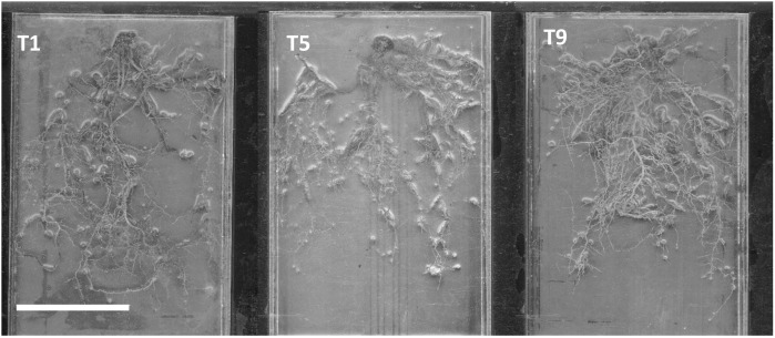 Figure 3