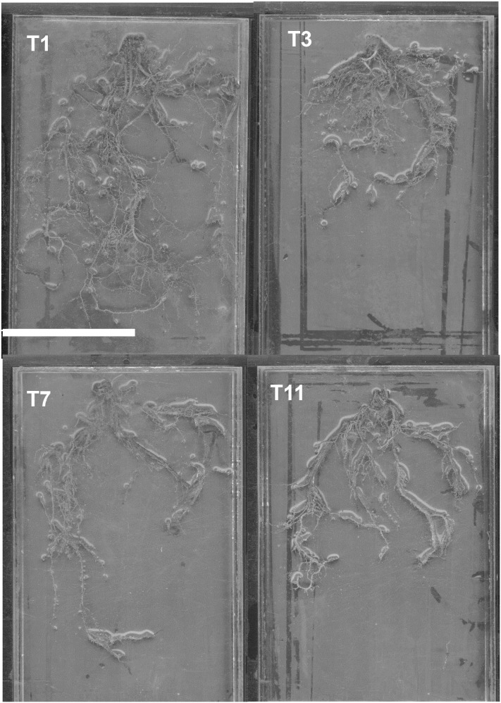 Figure 4