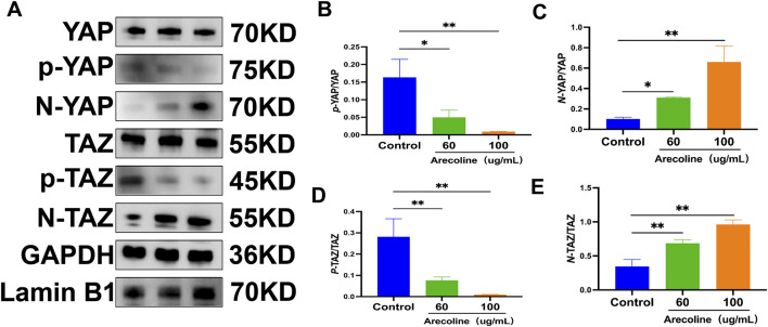 FIGURE 5