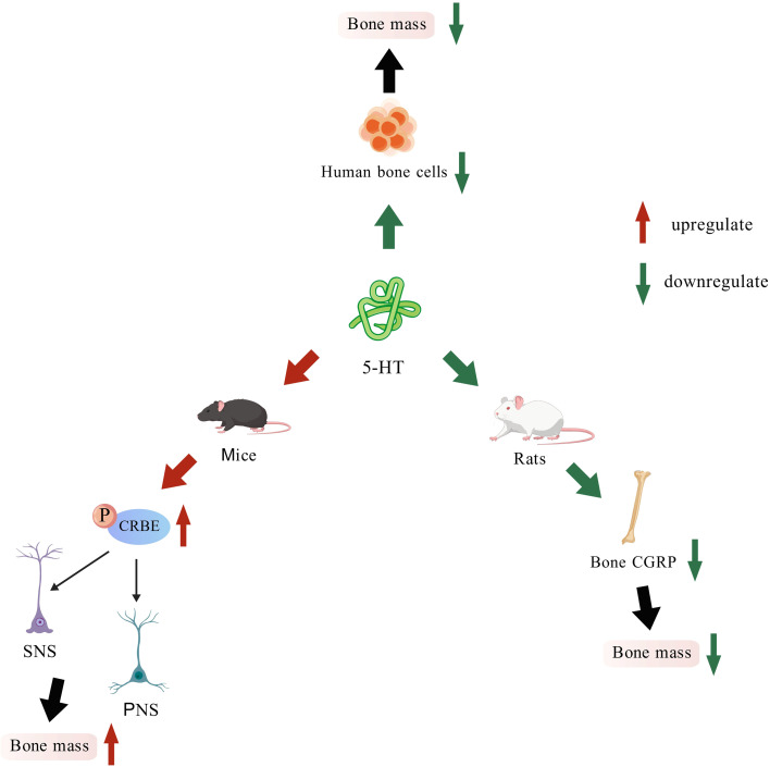 Figure 5