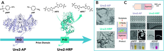 FIGURE 15
