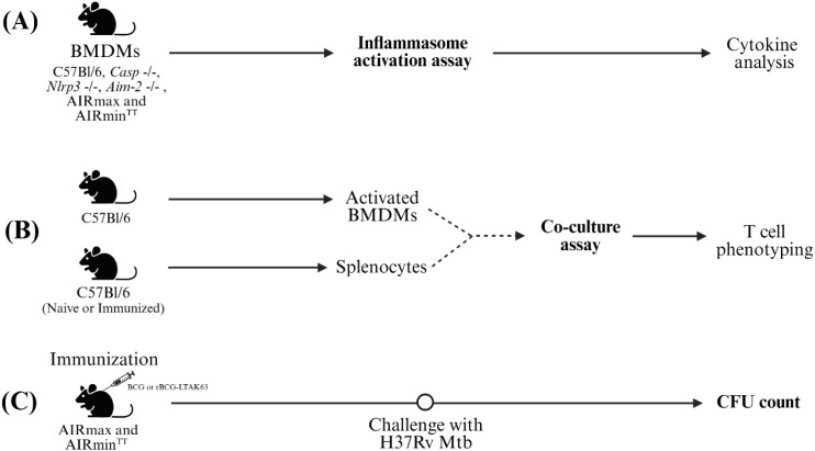 Figure 2