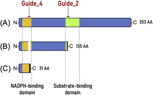 FIGURE 2