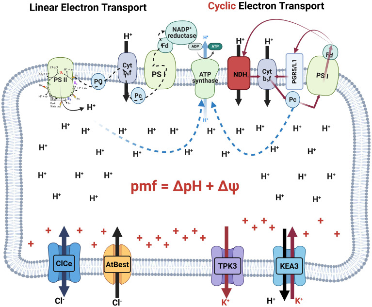 Figure 2