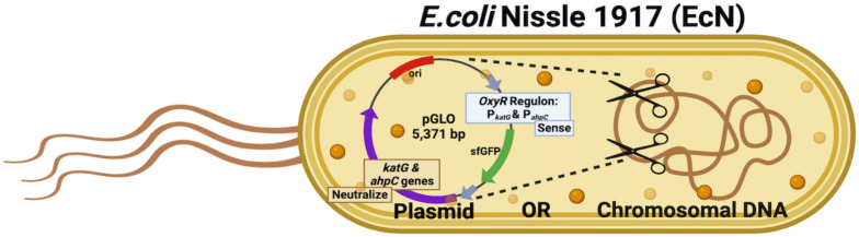 Figure 4