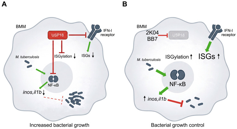 Figure 7