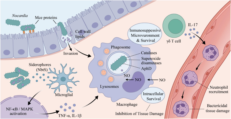 Figure 2