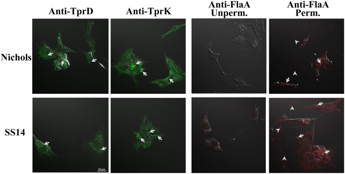 Figure 4