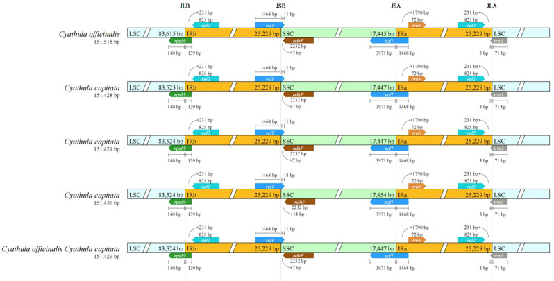Figure 5