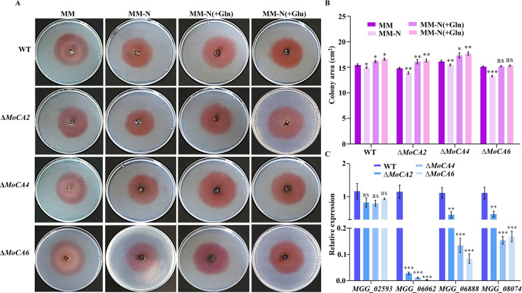 Fig 6