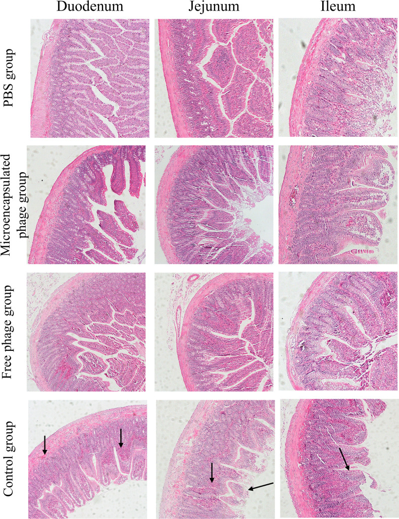 Fig 7