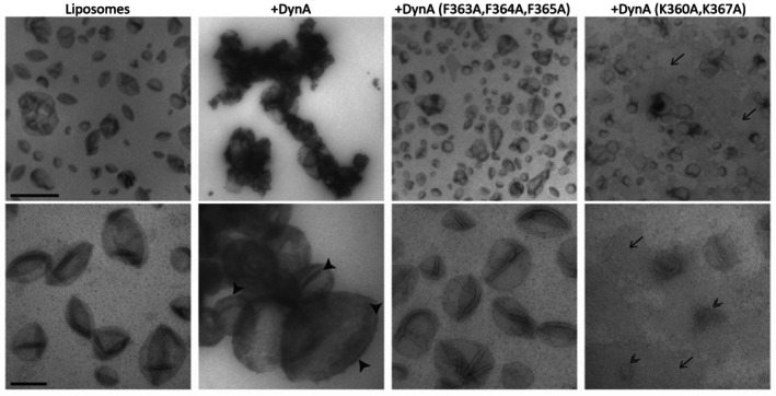 Fig. 4