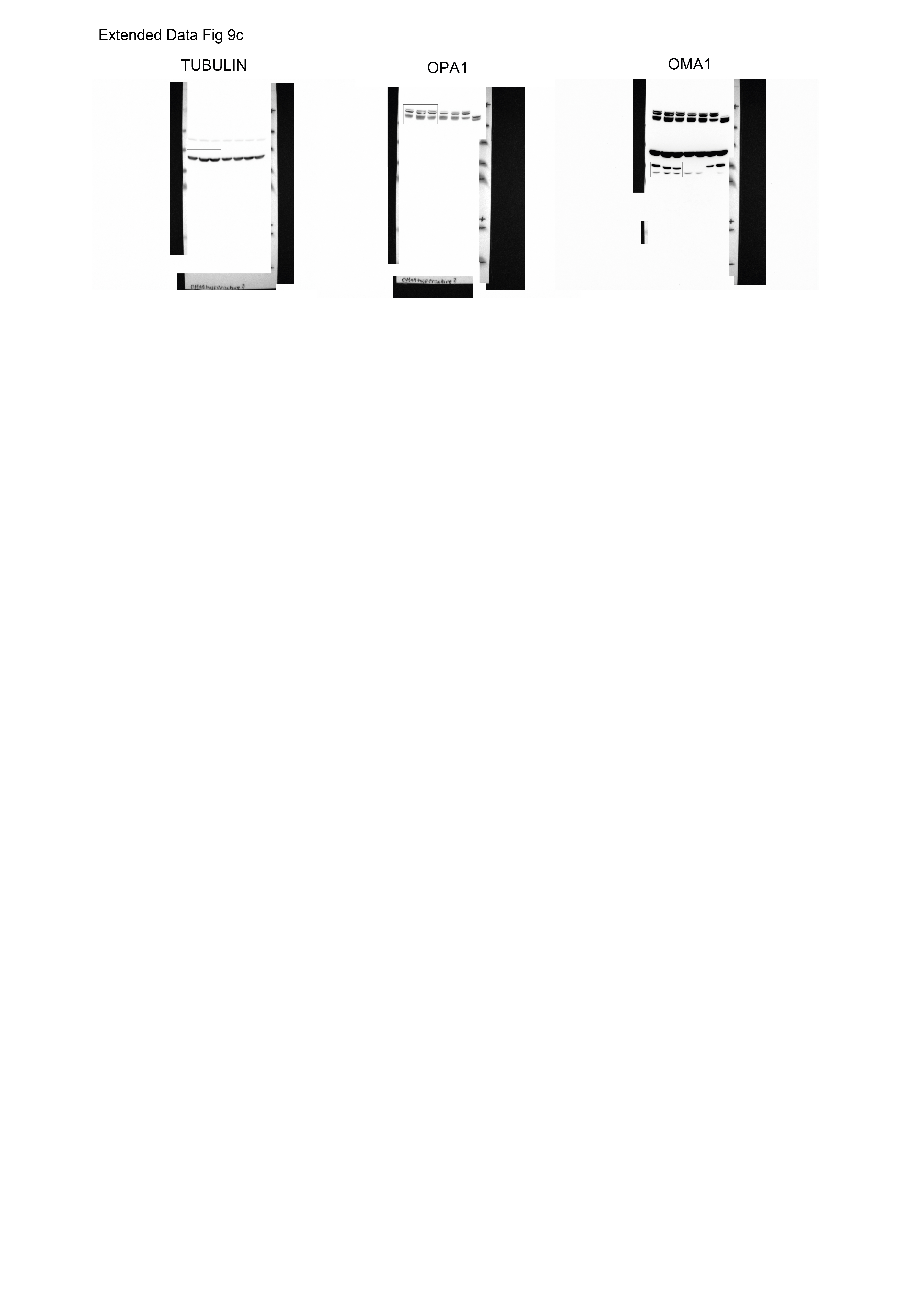 Figure 22