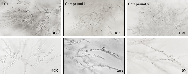 Figure 5