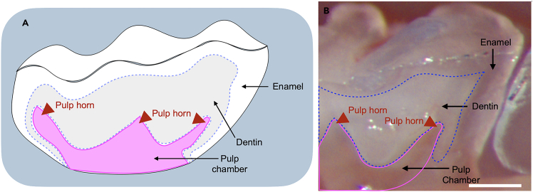 Figure 9